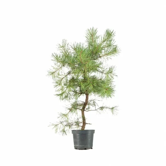 Pinus sylvestris - B6627