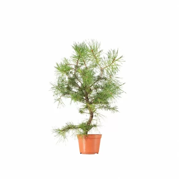 Pinus sylvestris - B6628