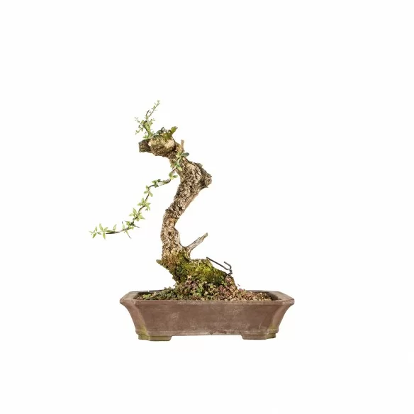 Olea europea sylvestris -...