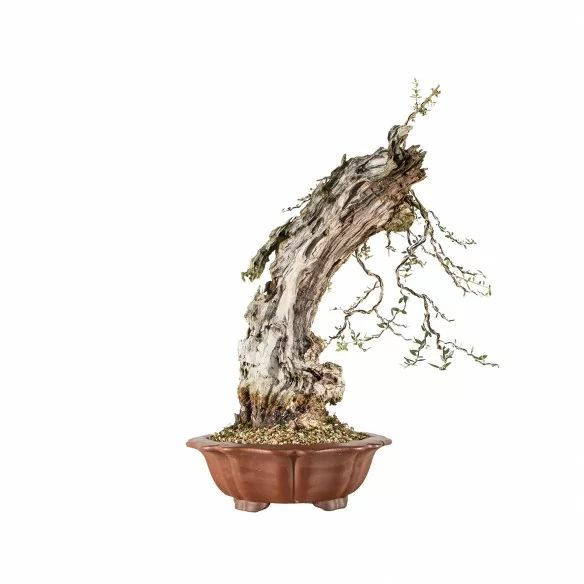 Olea europea sylvestris -...
