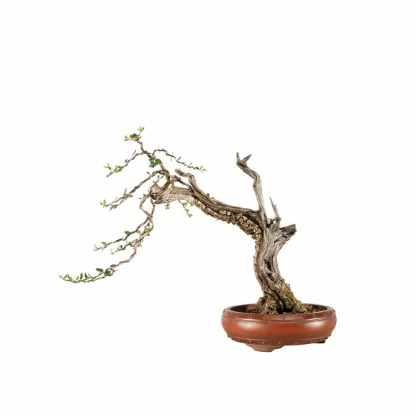 Olea europea sylvestris -...