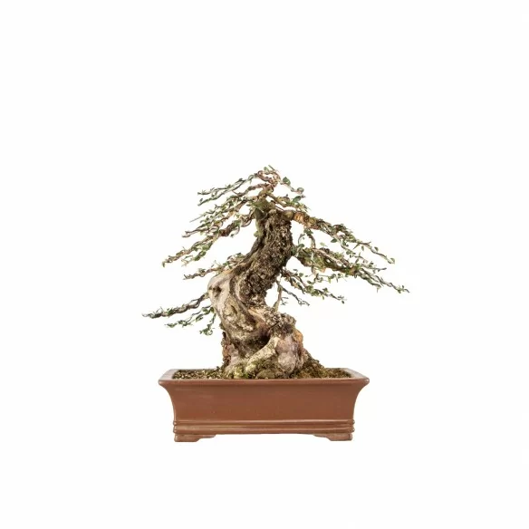 Olea europea sylvestris -...