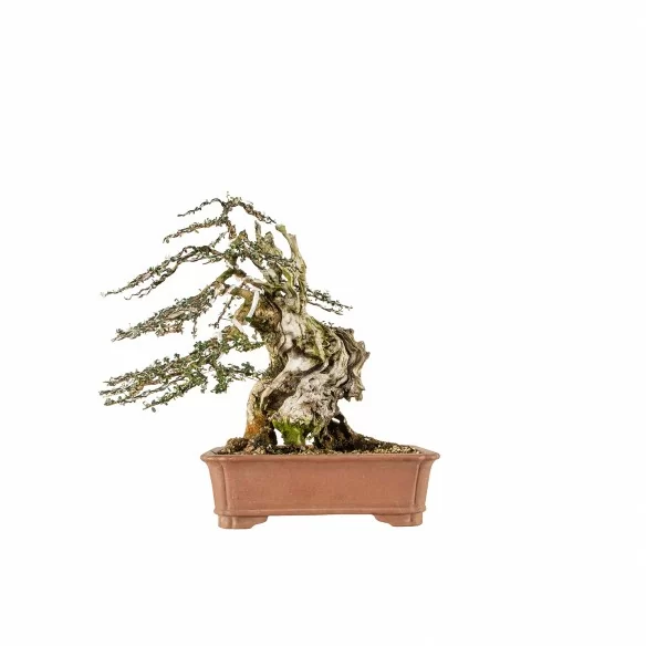 Olea europea sylvestris -...