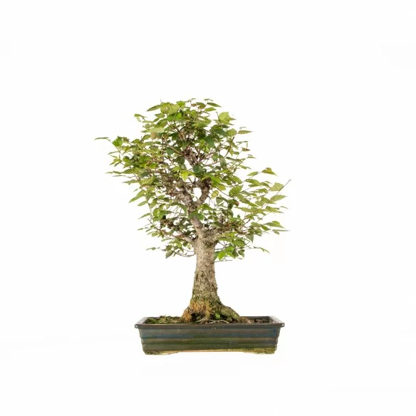 Zelkova serrata - B6641