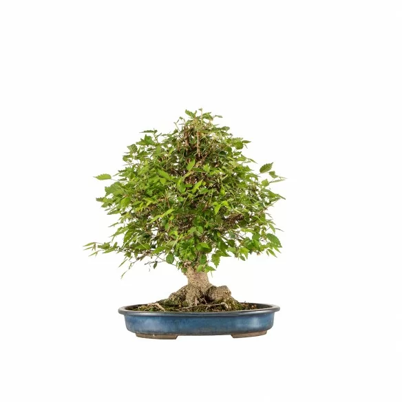 Zelkova serrata - B6642