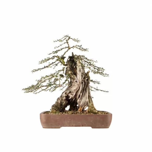 Olea europea sylvestris -...