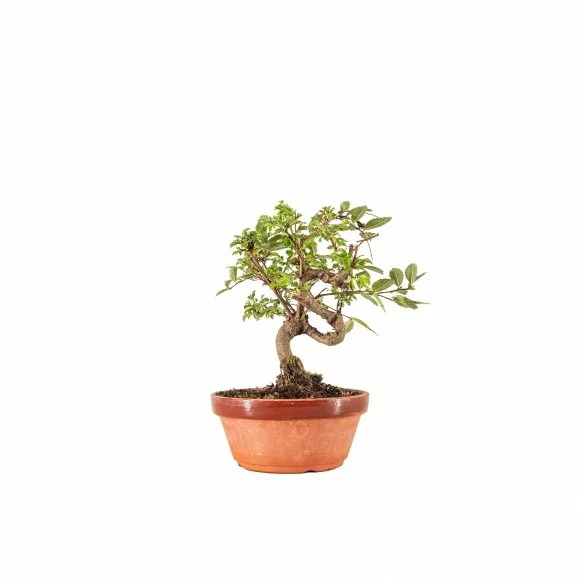 Zelkova nire - B6645