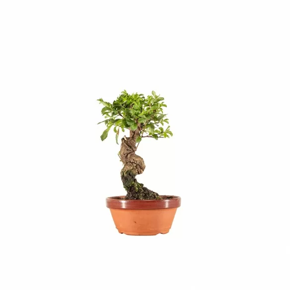 Zelkova nire - B6646