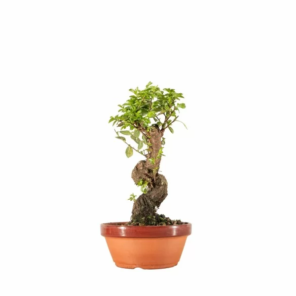 Zelkova nire - B6647