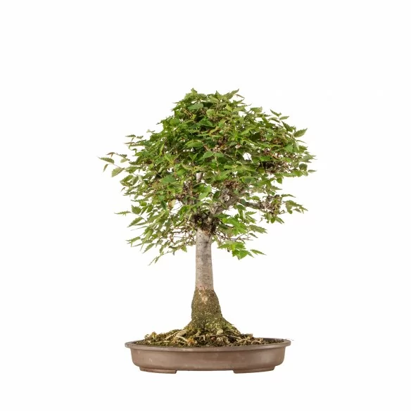 Zelkova serrata - B6648