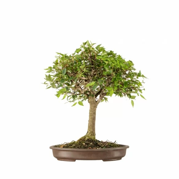 Zelkova serrata - B6649