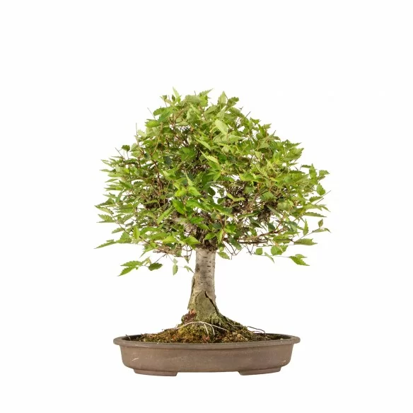 Zelkova serrata - B6650