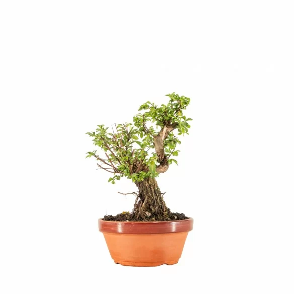 Zelkova nire - B6651