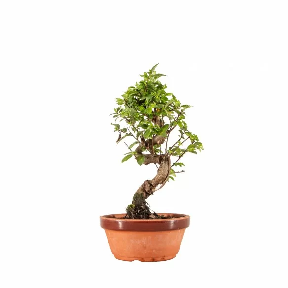 Zelkova nire - B6652