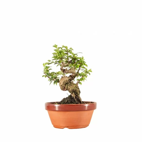 Zelkova nire - B6661