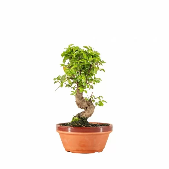 Zelkova nire - B6665