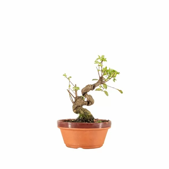 Zelkova nire - B6668