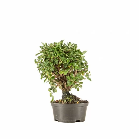 Zelkova nire - B6669