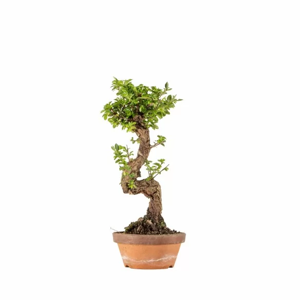 Zelkova nire - B6670