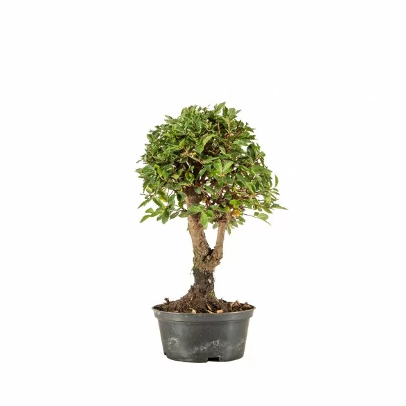 Zelkova nire - B6672