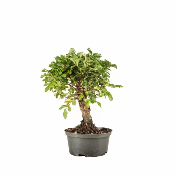 Zelkova nire - B6673
