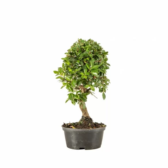 Zelkova nire - B6674