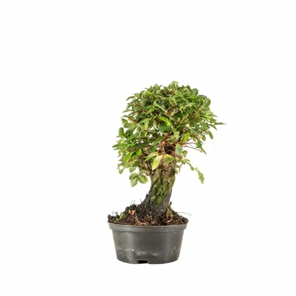 Zelkova nire - B6675