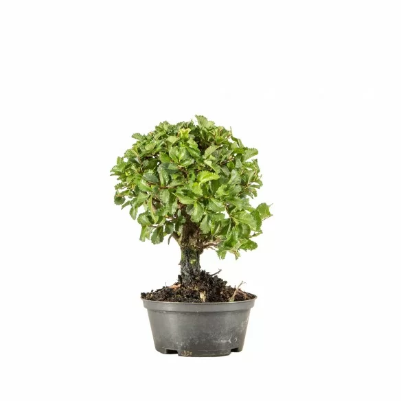 Zelkova nire - B6676