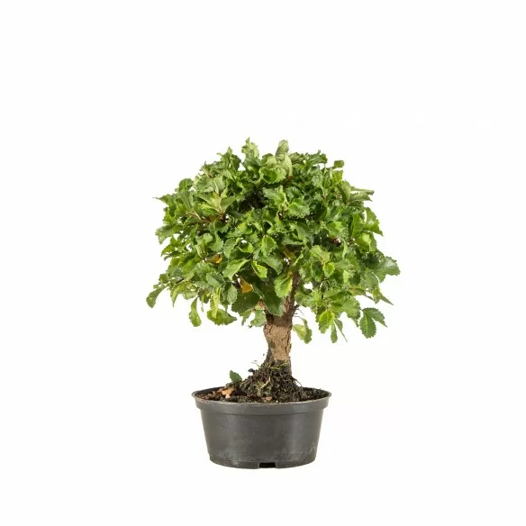 Zelkova nire - B6677