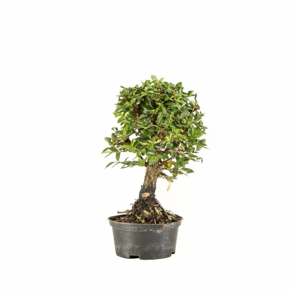 Zelkova nire - B6678