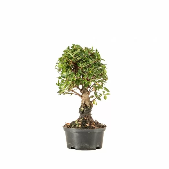 Zelkova nire - B6679