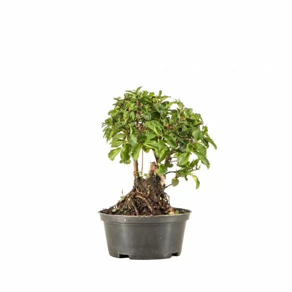 Zelkova nire - B6680