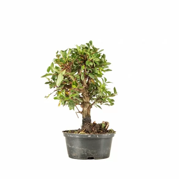 Zelkova nire - B6681
