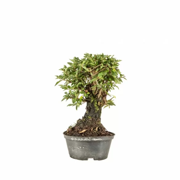 Zelkova nire - B6683