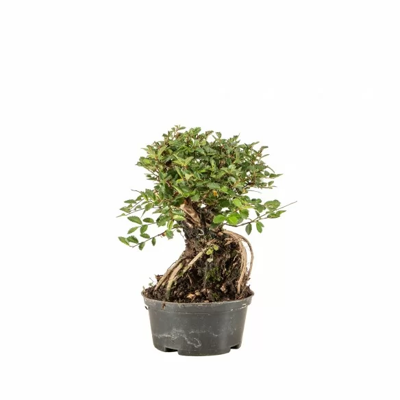 Zelkova nire - B6684