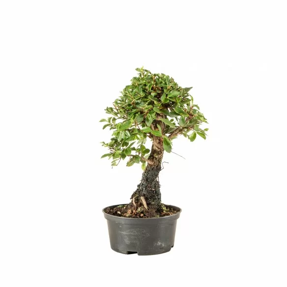 Zelkova nire - B6685