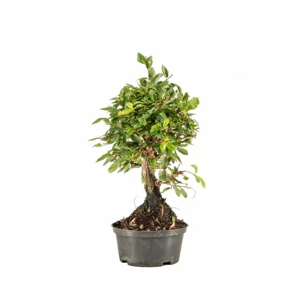 Zelkova nire - B6686