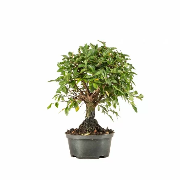 Zelkova nire - B6687