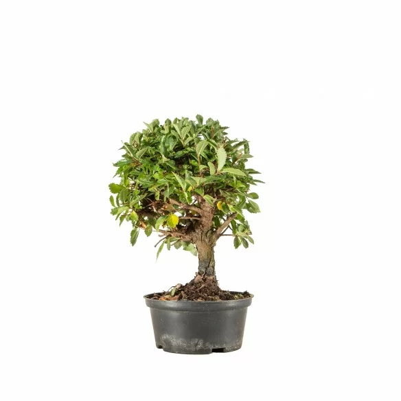 Zelkova nire - B6688