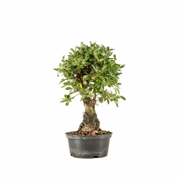 Zelkova nire - B6689