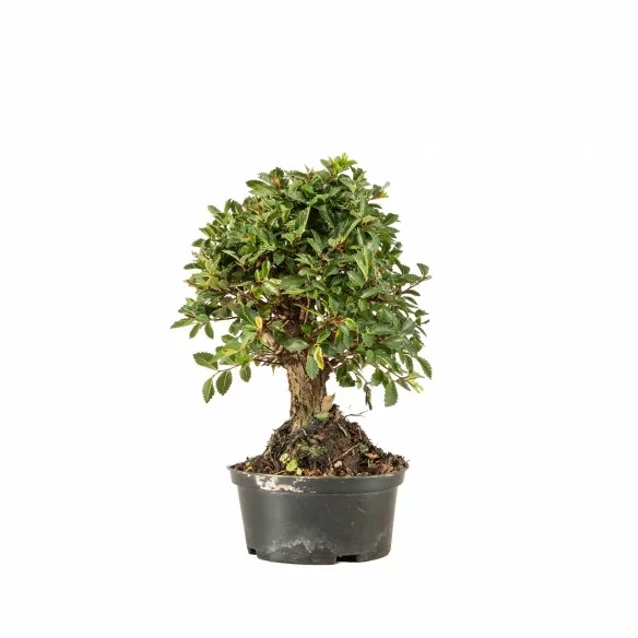 Zelkova nire - B6690