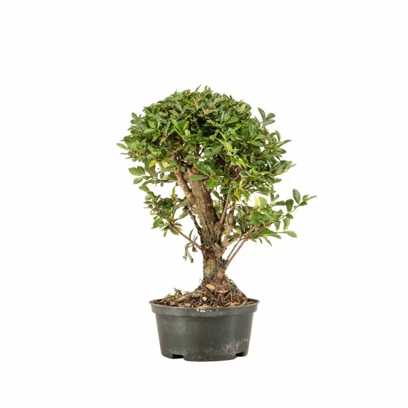 Zelkova nire - B6691