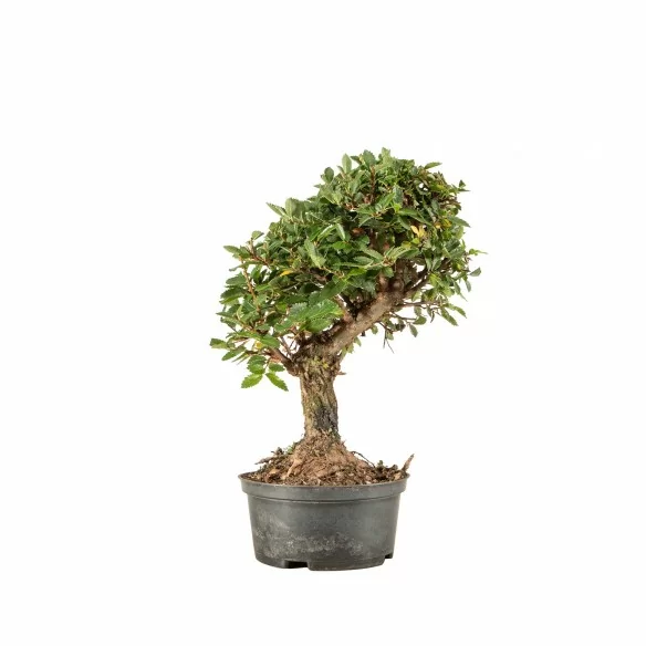 Zelkova nire - B6694