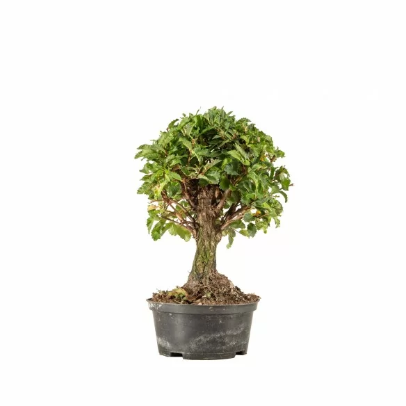Zelkova nire - B6695
