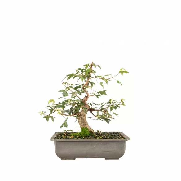 Acer buergerianum - B6710