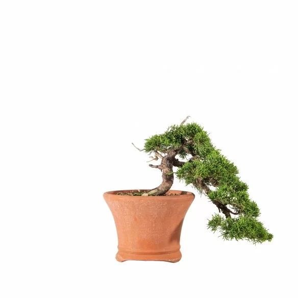 Juniperus Itoigawa - B6712