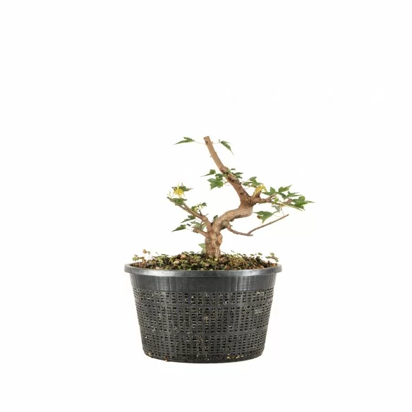 Acer buergerianum - B6713