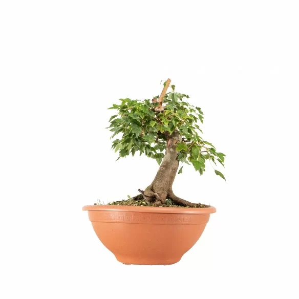Acer buergerianum - B6714