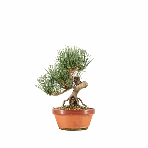 Pinus thunbergii - B6716