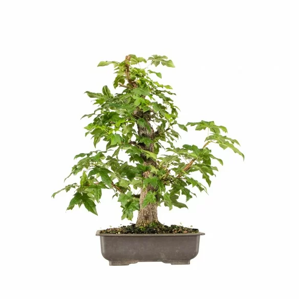 Liquidambar - B6717